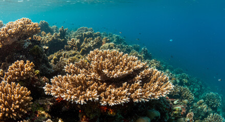 Vibrant Underwater Coral Reef Scene Tropical Fish Ocean Life
