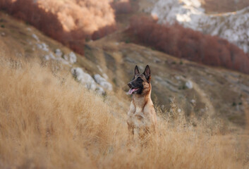 A Belgian Malinois rests in a mountainous landscape, surrounded by the golden tones of autumn. The...