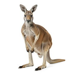 Kangaroo isolated on white background.