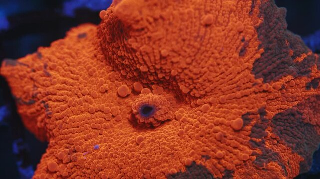 Macro shot of Candy Crush Discosoma coral under actinic lighting, featuring deep red-orange color with dark mottled patches on smooth polyp surface in reef aquarium