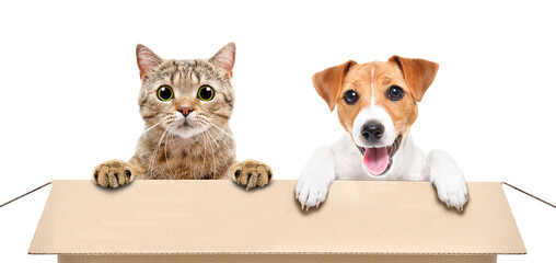 Cute Jack Russell Terrier puppy and Scottish Straight cat sitting together in cardboard box isolated on white background