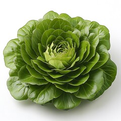 Obraz premium Fresh green lettuce head isolated on a white background ideal for healthy eating concepts with high resolution photo