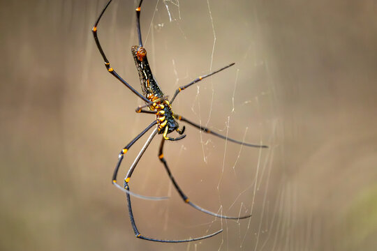 Giant wood spider female on web (Nephilia maculata), Matheran, Maharashtra, India 