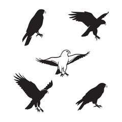 Fototapeta premium Silhouette set of hawk on white background