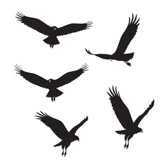Fototapeta premium Silhouette set of hawk on white background