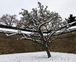 Tree in Winter