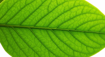 Obraz premium Green Leaf Close Up with Visible Vein Structure
