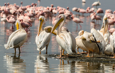 Pélican blanc, Pelecanus onocrotalus, Great White Pelican, flamant nain, parc national du lac Nakuru, vallée du Rift,  Kenya