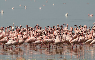 Naklejka premium Flamant nain, phoenicopterus minor, Lesser Flamingo, Parc national de Nakuru, Kenya