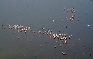Flamant nain, phoenicopterus minor, Lesser Flamingo, Parc national de Nakuru, Kenya