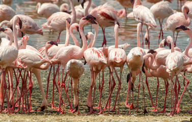 Flamant nain, phoenicopterus minor, Lesser Flamingo, colonie,  parc national du lac Bogoria, Kenya