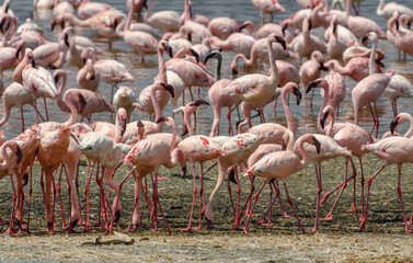 Flamant nain, phoenicopterus minor, Lesser Flamingo, colonie,  parc national du lac Bogoria, Kenya