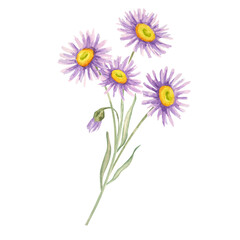 Cluster of purple aster blossoms in a watercolor clipart. Wildflower bouquet illustration Great for fabric prints, floral pattern designs, garden journals, or floral-themed planner stickers
