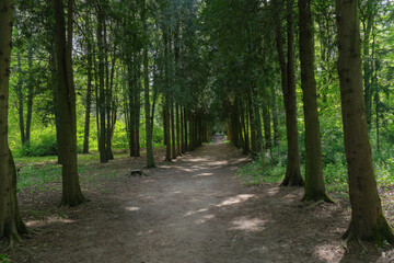A cozy park alley lined with trees beside a dirt path. Perfect for relaxation and reflection, with ample space for text and a serene background.