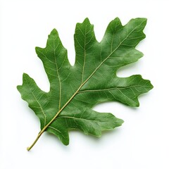Fototapeta premium Single green oak leaf isolated on white background