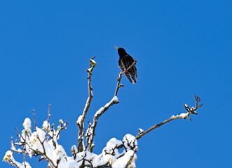 common starling bird on a branch with snow