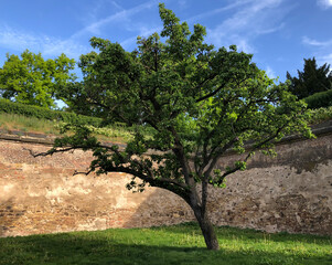Tree in summer