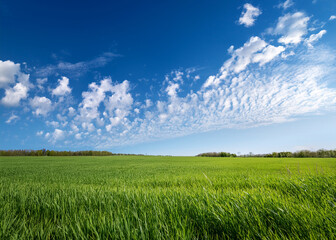 Fototapeta premium Generated Image