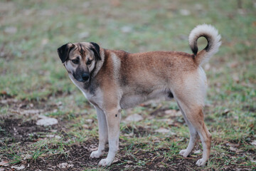Medium-sized brown and white dog stands alertly on a grassy surface outdoors. Its curled tail and attentive posture convey its focus on the surroundings, reflecting a natural and curious temperament.