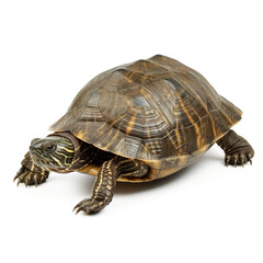 Turtle moving on a clean surface with a transparent background showcasing its unique shell patterns and features