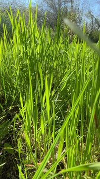 Natural video background from fresh green grass.