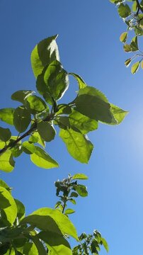 Natural video background from green leafs against blue sky.