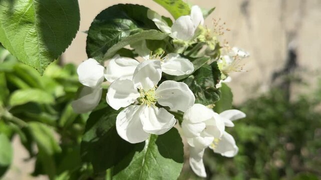 Closeup video of white apple blossom