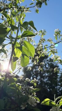 Natural video background from green leafs against blue sky.