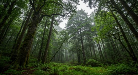 Naklejka premium Dense forest landscape