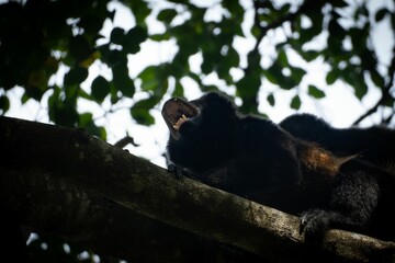 Howler monkey vocalizing in Costa Rica