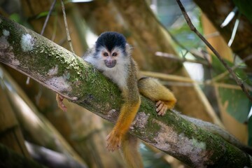 Squirrel monkey on a mossy tree branch.