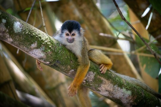Squirrel monkey on a mossy tree branch. - Powered by Adobe
