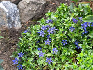 Summer gentian, Gentian septemfida, beautiful blue rock or border perennial plant, growing at a garden in autumn, closeup top view