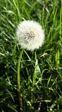 Closeup video of white dandelion
