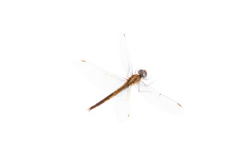 Dragonfly isolated on white background, Close up of Dragonfly insect