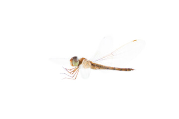 Dragonfly isolated on white background, Close up of Dragonfly insect