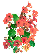 A punch of red garden nasturtiums, common  nasturtium or Indian cress, Tropaeolum majus, blooming with green leaves. isolated on a transparent background, png