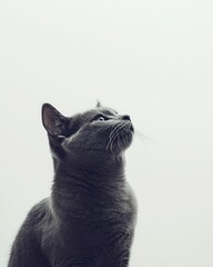 Gray cat looking upward against a plain white backdrop.  A close-up, minimalist portrait of a thoughtful feline