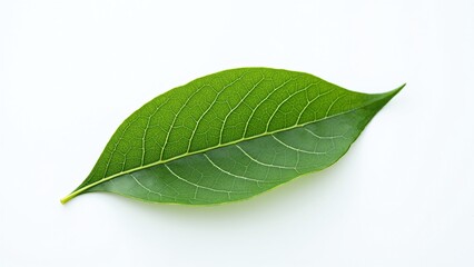 Obraz premium A solitary green leaf rests on a pristine white background, showcasing natural elegance.