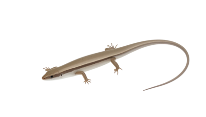 a sand swimmer skink lizard isolated on transparent background