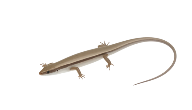 a sand swimmer skink lizard isolated on transparent background