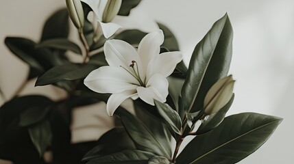 Obraz premium Close-up view of elegant white lilies and lush foliage.