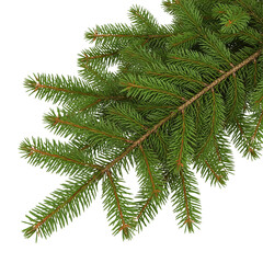 Obraz premium Branch of the fir tree isolated on transparent or white background, png