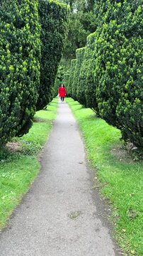 Vertical video. Mature long haired woman in red coat wearing spectacles walking in thuja alley towards the camera.

