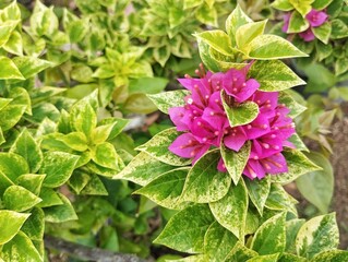 Beautiful pink bougainvillea flowers blossom in outdoor garden 