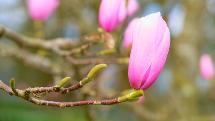 Spring blossoms of magnolia flowers blooming in a garden during daylight