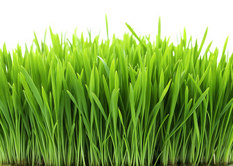 Obraz premium natural green grass on white background,PNG