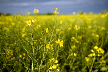 Beautiful raps field and a stormy dark sky. Agriculture. Skane, Sweden 2025