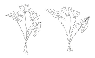 Set of two bouquets of cyclamen flowers with leaves. Bunches of blooming perennial wild plants. Line art, minimal style, contour. Botanical hand-drawn elements for design projects. Vector illustration