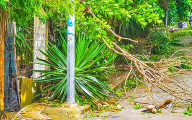 Hurricane 2024 Playa del Carmen Mexico destruction devastation broken trees.
